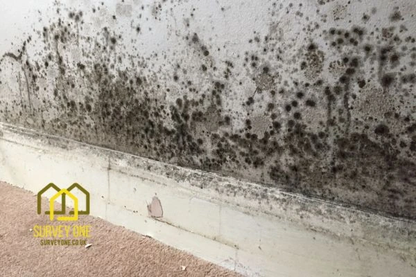 What’s the First Step to Take When You Notice Damp on a Party Wall Bromley?